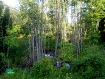 Forest near Molchad river. Dworec village.