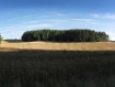 22. Wheat field and forest.