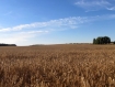 23. Landscape. Wheat field.