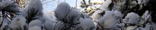 Winter forest photos